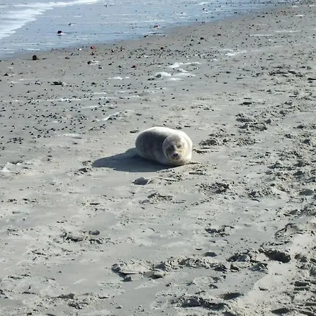 Zentrale In Der Liewald Mit Terrasse Und Glasfaseranschluss *